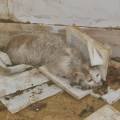 Asnières : près de 60 chats secourus par Action Protection Animale après une expulsion.