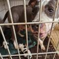 Élevage clandestin : 14 chiens et un boa vivant dans des conditions scandaleuses saisis à Viry Châtillon (Essonne).