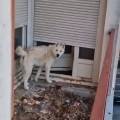 Reims : un Husky squelettique et détenu dans les conditions scandaleuses saisi au profit d’Action Protection Animale