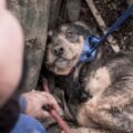 Reportage vidéo, intervention-saisie de 35 chiens de chasse détenus dans des conditions scandaleuses