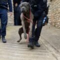 Reportage vidéo, intervention-saisie de 35 chiens de chasse détenus dans des conditions scandaleuses