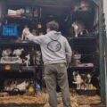 Saint Malo : 150 chiens et chats entassés dans un camion saisis ce matin. Leur détentrice est en garde à vue.