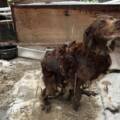 Laissé à l’abandon dans le jardin d’un pavillon, il tentait de survivre trempé sous la neige.