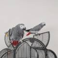 Deux perroquets Gris du Gabon saisis à Clichy-la-Garenne