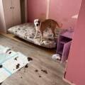 Abandonnés dans une maison vide : 4 chiens sauvés par Action Protection Animale