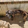 Haute-Marne : « J’attend juste qu’il meurt » : deux chiens saisis au profit d’Action Protection Animale dont un en urgence vitale.