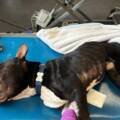 Ils affament leur chien à mort : un couple juge hier à Dijon