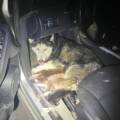 Val d’Oise : Ils vivaient reclus dans une voiture épave – un couple de chiens et leurs 7 nouveaux nés saisis et confiés à Action Protection Animale