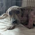 Un souffre douleur. Nouvelle saisie Action Protection Animale