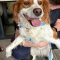 Paris : Mineure, elle se procure un chien puis l’abandonne sur la voie publique deux jours après.