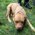 Horreur à Pierrefitte-sur-Seine : un appel des riverains met fin à l’indicible calvaire de deux chiens