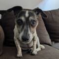 De l’amour à la souffrance. Sauvetage de Diamant, une petite Jack Russell de 10 ans.