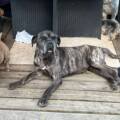 La transformation de Orson, un Cane Corso sauvé par Action Protection Animale
