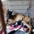 Oise : une cinquantaine d’animaux affamés et encagés dans un appartement secourus.