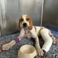 Renversé par une voiture, un jeune chiot pris en charge par Action Protection Animale.