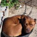 la souffrance était leur quotidien. Deux chiens saisis par Action Protection Animale