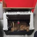 Turbo a été saisi par APA ! Il vivait dans un box de sous-sol, caché derrière une voiture, enfermé dans une cage de transport dissimulée derrière des cartons.