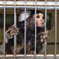 Seine-Saint-Denis : un ouistiti saisi par Action Protection Animale