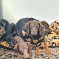 Cinq chiots retrouvés abandonnés, enfermés dans un sac de sport à Brétigny-sur-Orge (Essonne)