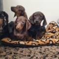 Des nouvelles des cinq teckels abandonnés : un vaste trafic de chiots démantelé