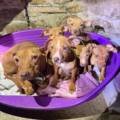 Encore 7 chiens et chiots secourus !