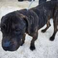 Un Cane Corso découvert dans une cave : il n’était plus nourri car son propriétaire ne payait plus la pension