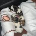 Quatre chiots, âgés de seulement quelques jours, ont été abandonnés dans un carton, en pleine nuit.