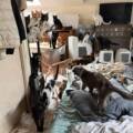 Ils mouraient littéralement de faim : une quarantaine d’animaux saisis dans une habitation de l’Aisne