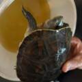 Découverte enfermée dans un seau, au fond d’un placard : une tortue sauvée par APA