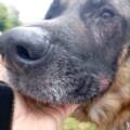 Néos a 11 ans. Pendant des années, il a été utilisé comme chien de sécurité.