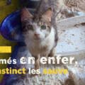 Reportage vidéo : une trentaine de chats pris en charge en urgence