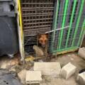 Deux chiens morts retrouvés dans un box. Deux autres luttaient pour survivre.