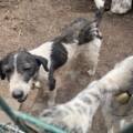 Six chiens de chasse sauvés de la faim et de l’enfermement