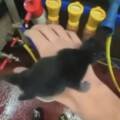 Doubs : il filme la torture et la mise à mort de chatons. L’individu a été retrouvé et interpellé.