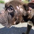 Reportage vidéo : sauvetage de deux chiens