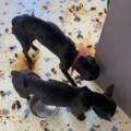 Il déménage, laissant derrière lui ses deux chiens