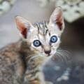 Retour sur l’affaire des chatons torturés par un adolescent de 16 ans