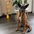 Hommage à Clara, une protégée d’Action Protection Animale
