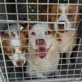 Stains : plus de 260 animaux sauvés lors du démantèlement du bidonville des Bâtêtes