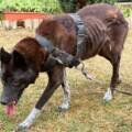 Un incendie révèle l’impensable. Trois chiens saisis par Action Protection Animale !