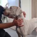 Valka est toujours hospitalisée mais elle est en vie !