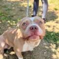 Sauvetage de 3 chiens enfermés dans une habitation