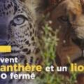 Reportage vidéo : Tantor et Zuri n’ont connu que la captivité