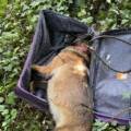 Vitry-sur-Seine : un chien retrouvé mort dans un parc, enfermé dans une valise