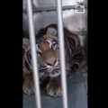 Reportage vidéo : deux tigres et deux lions pris en charge par APA !