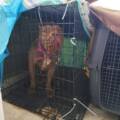 Deux chiens, deux cages de fortune, un balcon…