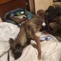 Oise : 28 chiens et 31 chats secourus en urgence ce matin par  APA