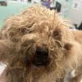 Margarita, 10 ans, abandonnée à sa souffrance